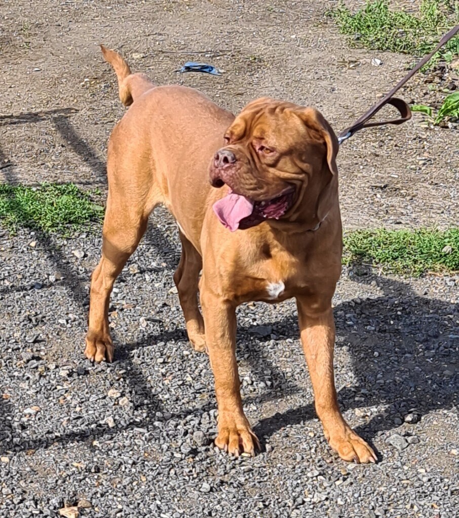 dogue de bordeaux for sale gumtree